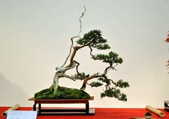 modern or traditional bonsai composition bonsai kompozicio a bonsai es suiseki mustra kiallitasan